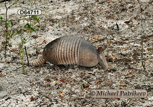 Dasypus novemcinctus